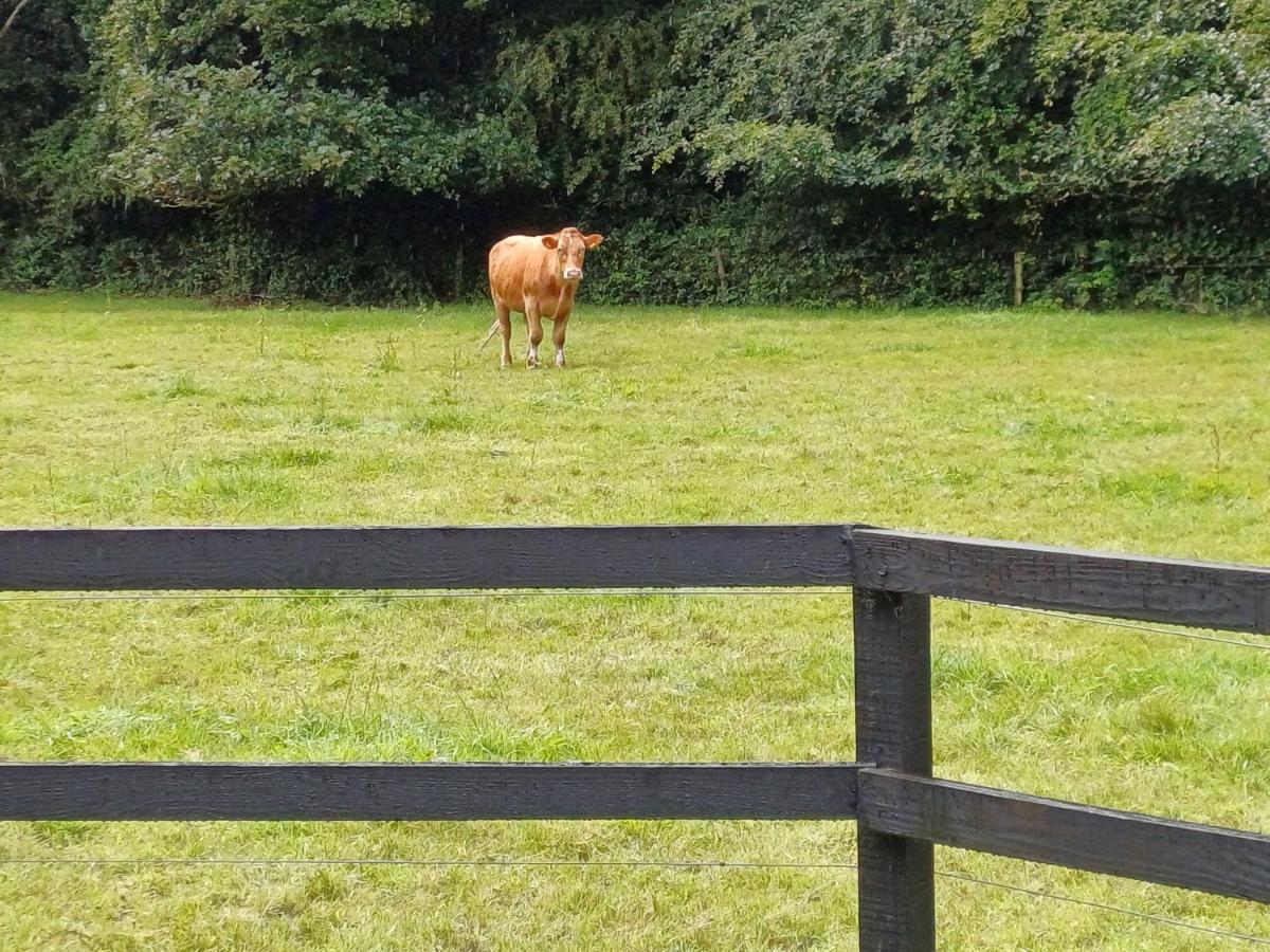 Lara, Maynooth W23P9H6 Eksteriør billede